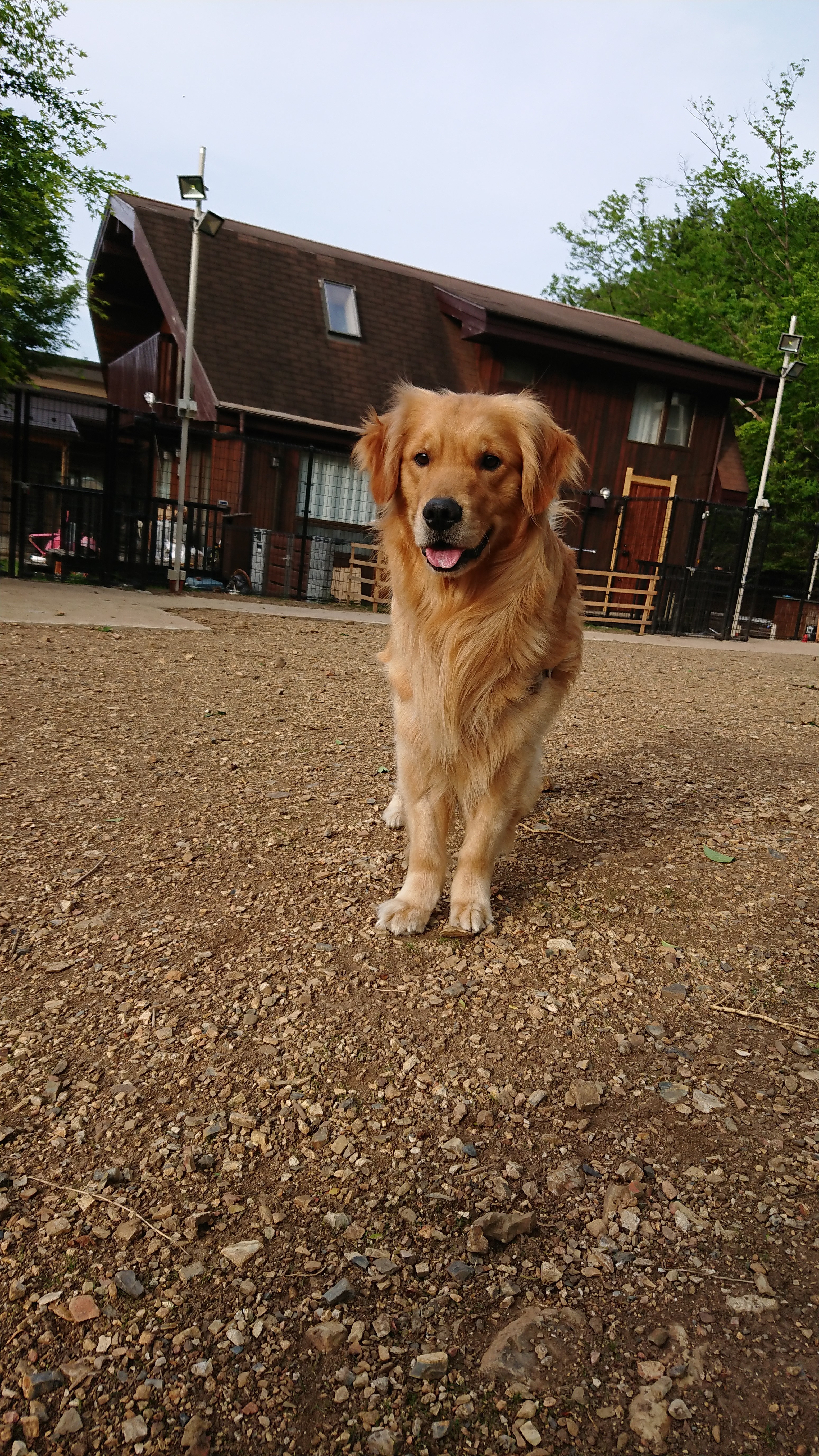犬の介護は京都府船井郡の老犬ホーム「犬のケアハウスうらら」