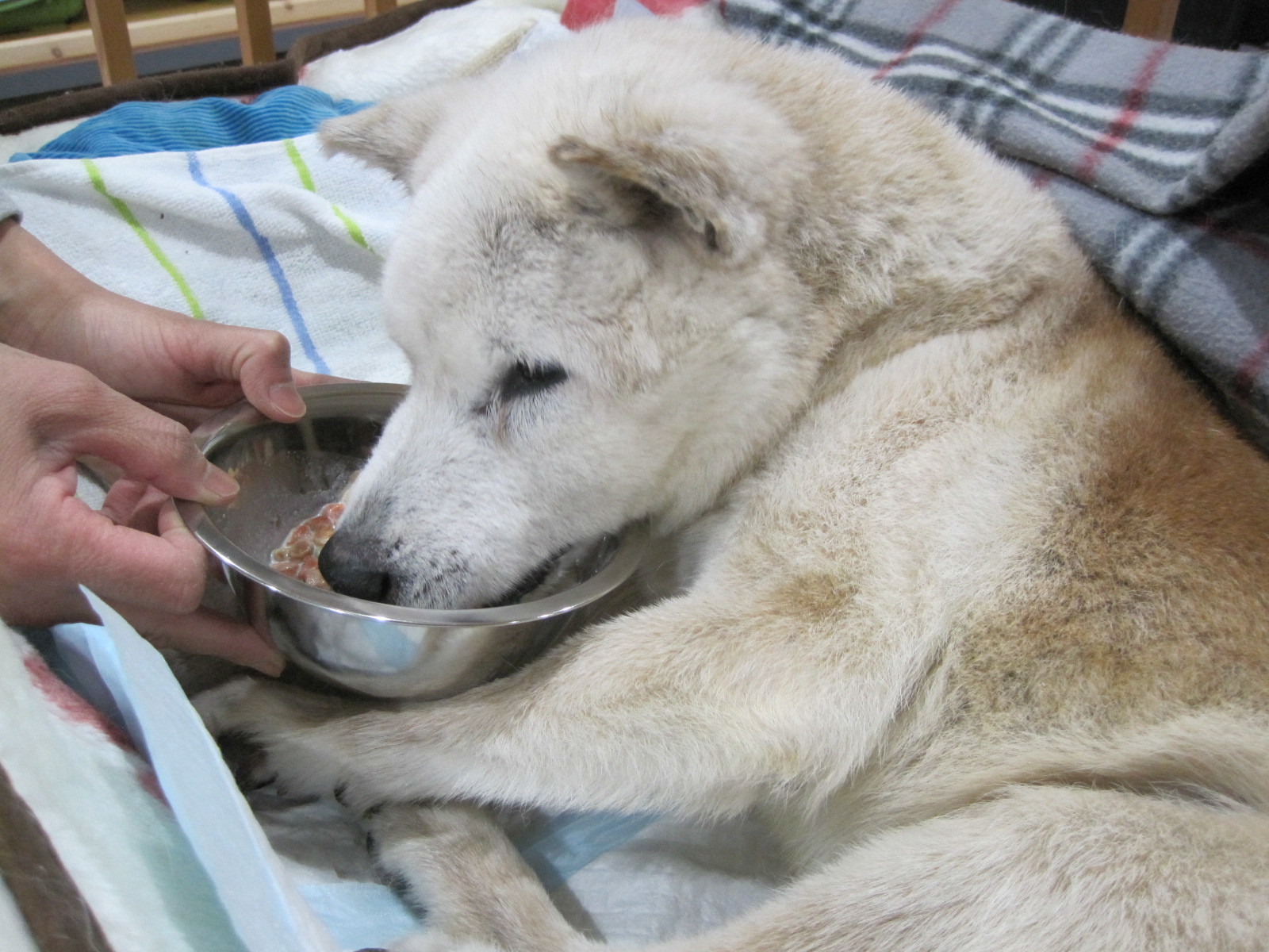 はじめての方へ 京都府船井郡の老犬ホーム 犬のケアハウスうらら